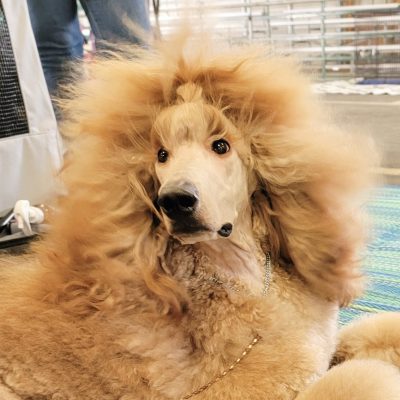 20220514_191104 Blaze