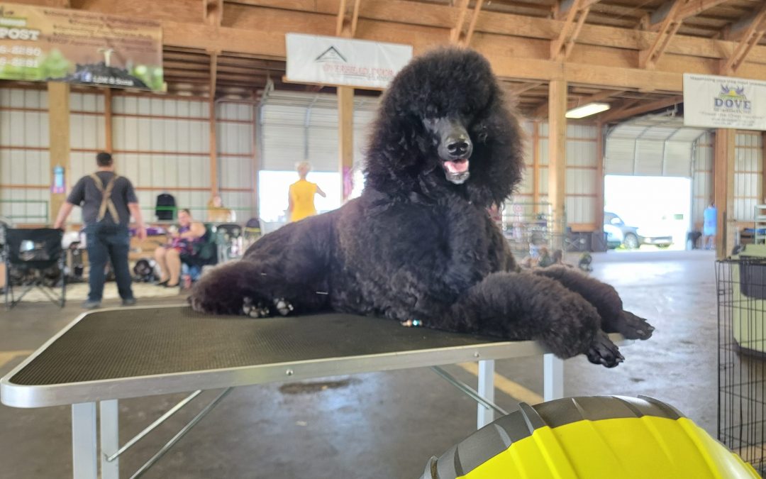 Dior earns her Champion title under the esteemed Judge Stan Matsumoto!!