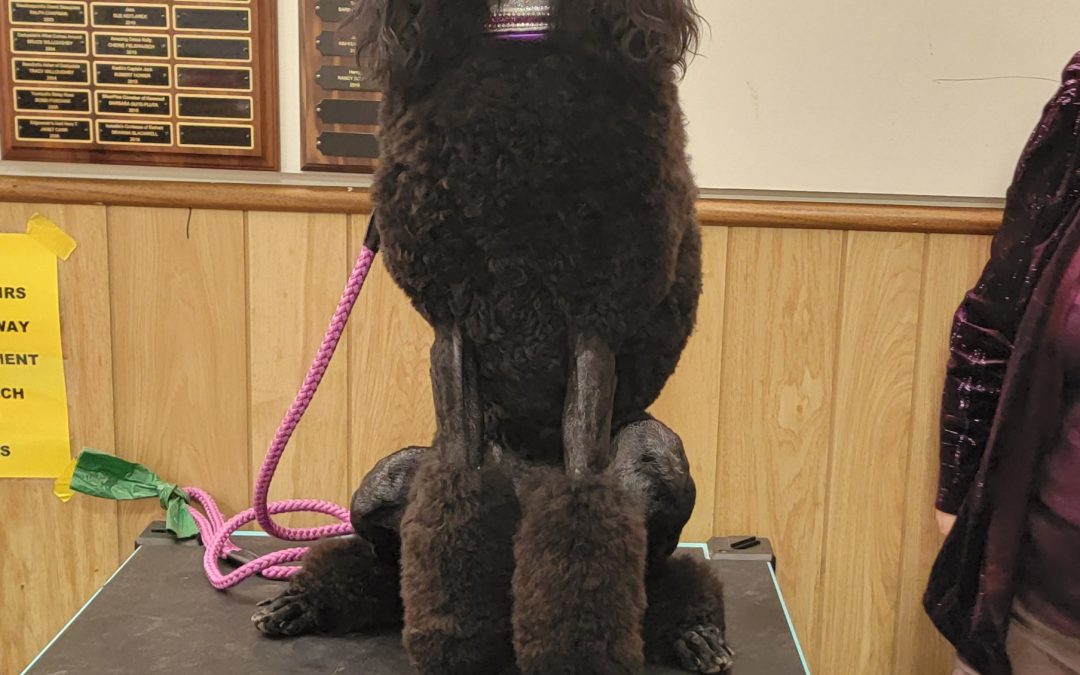 Successfully kicking off the new year at a Dog Show!