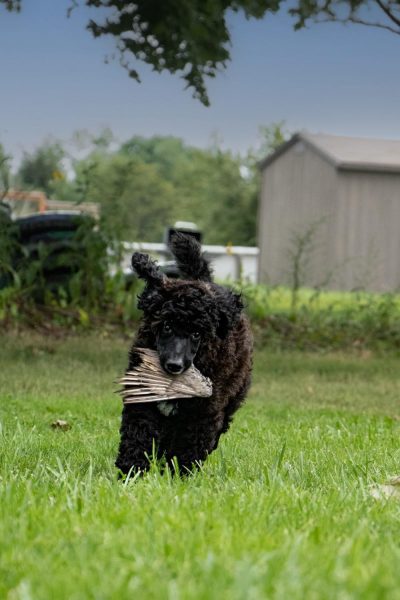 Ellie May:  Piper x Deacon Puppy Report