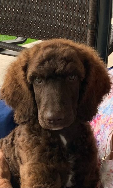 LeeRoy: Piper x Deacon Puppy Report