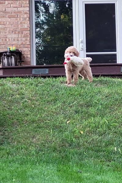 Gracie:  Piper x Deacon Puppy Report