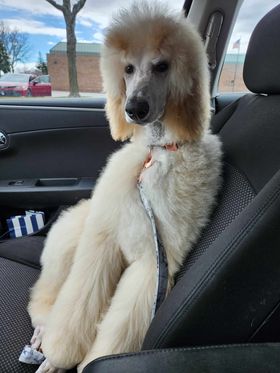 433450191_1465378037391115_4471423631908624253_n blaze