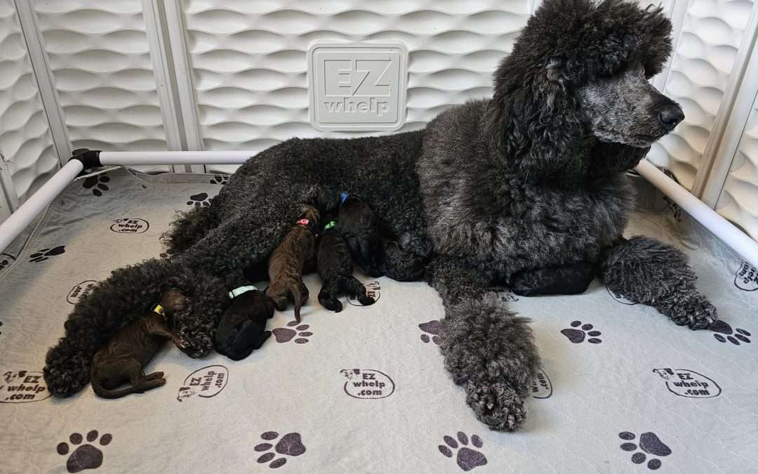 Porsche and Sterling puppies are HERE!