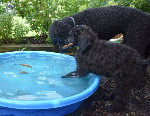 Isabel:  Piper x Deacon Puppy Report