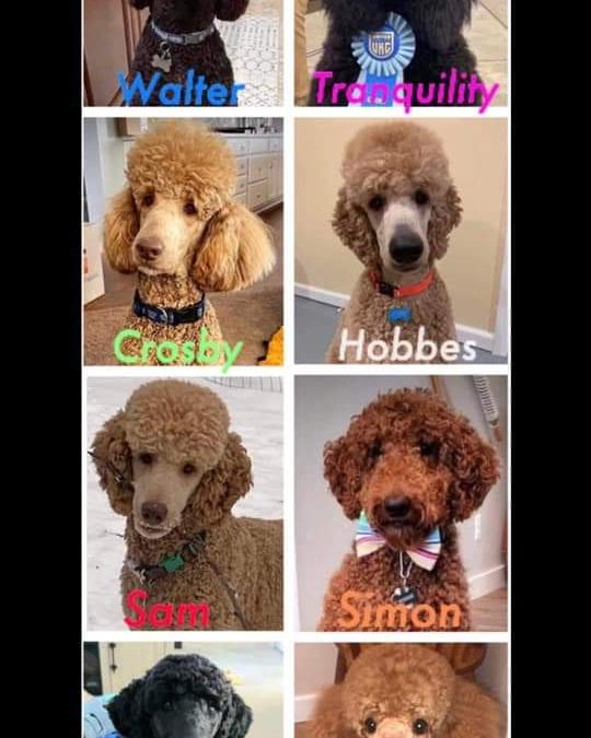 Penelope x Romeo – Love comes full circle