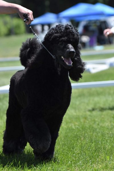 FB_IMG_1656028707601 romeo