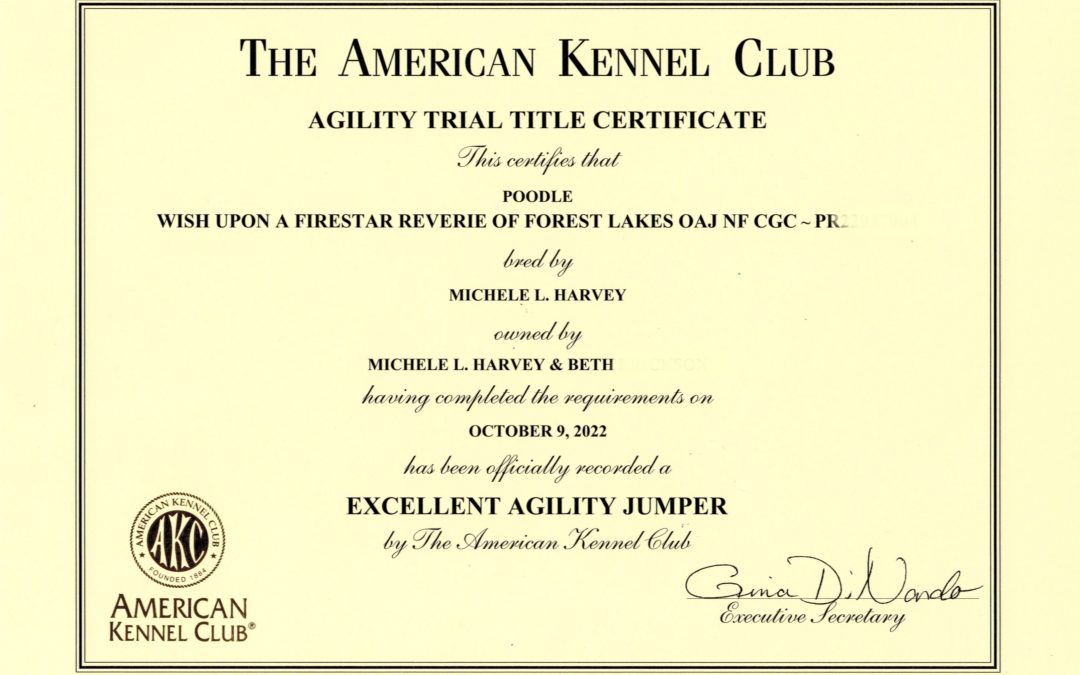 Feia earns another Agility title!