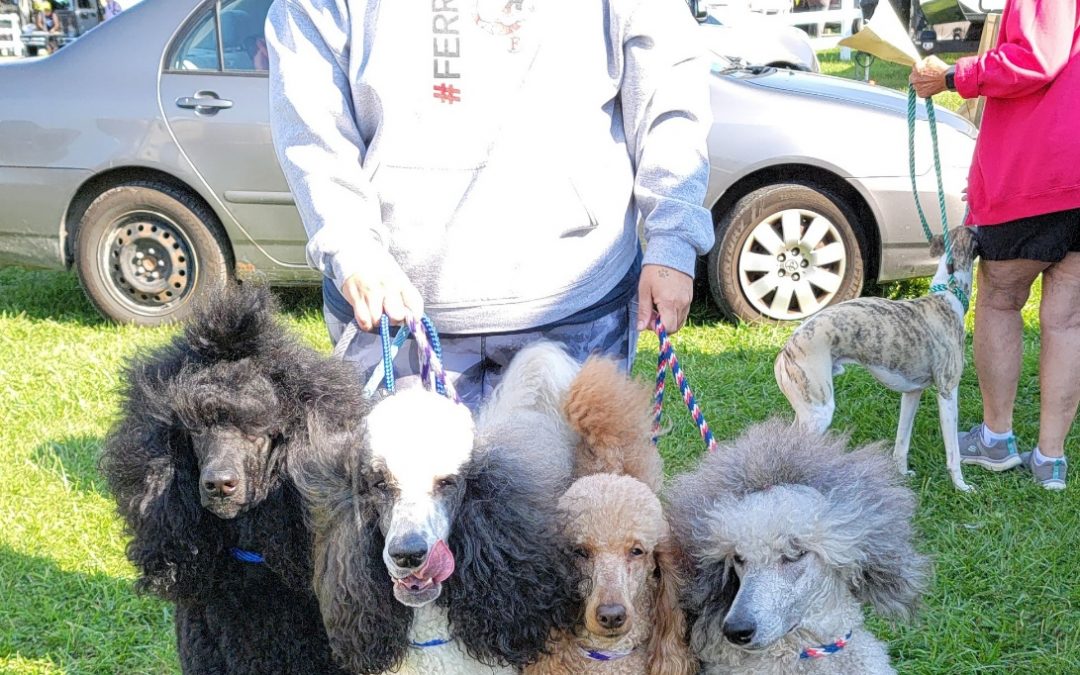 It’s Official:  Romeo’s Ruby Grand Champion title is here!