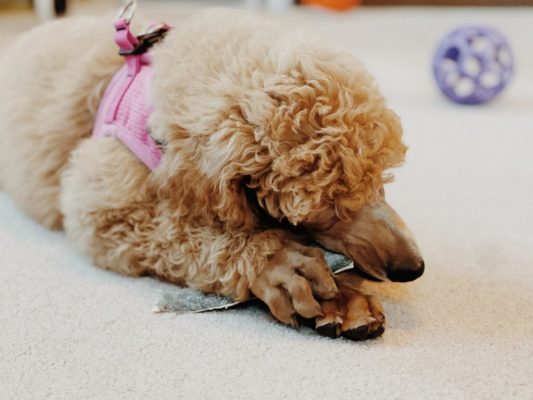 Gemini:  Piper x Deacon Puppy Report