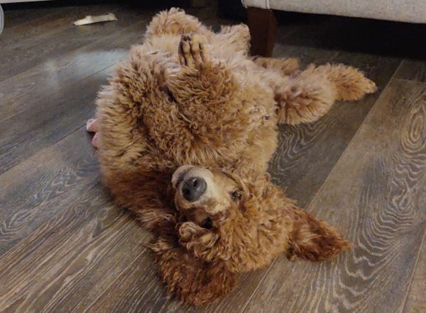 IMG_20201116_193559559~3