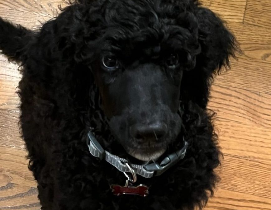 Bailey:  Piper x Deacon Puppy Report