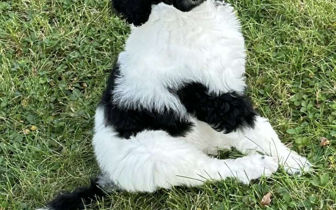 Crystal’s First Two Weeks with Jules