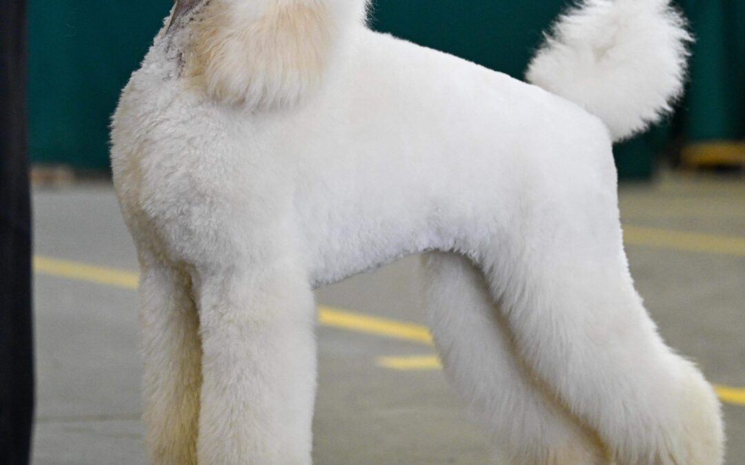 Where are the Legitimate, Ethical Breeders?