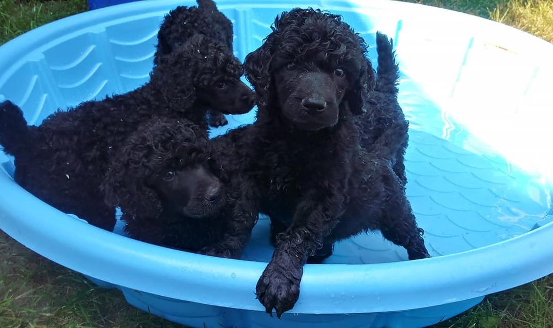 Romeo pups available at Meeker’s Ridge Standard Poodles