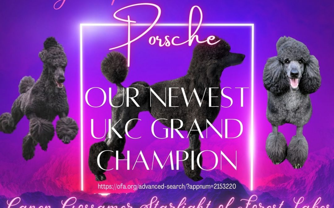 Porsche Is Now A GRAND CHAMPION!