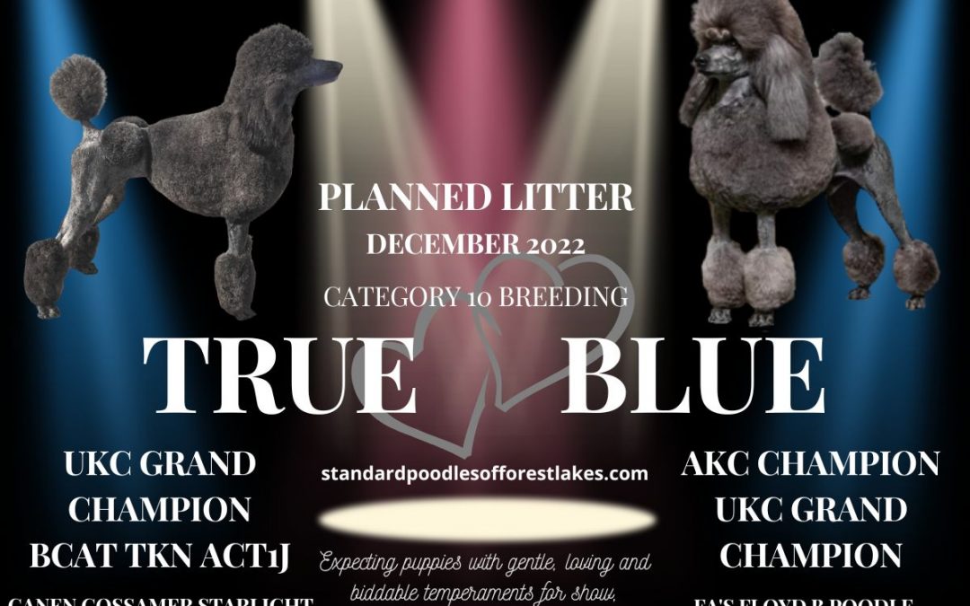 Porsche:  Expected Litter Around December 20, 2022