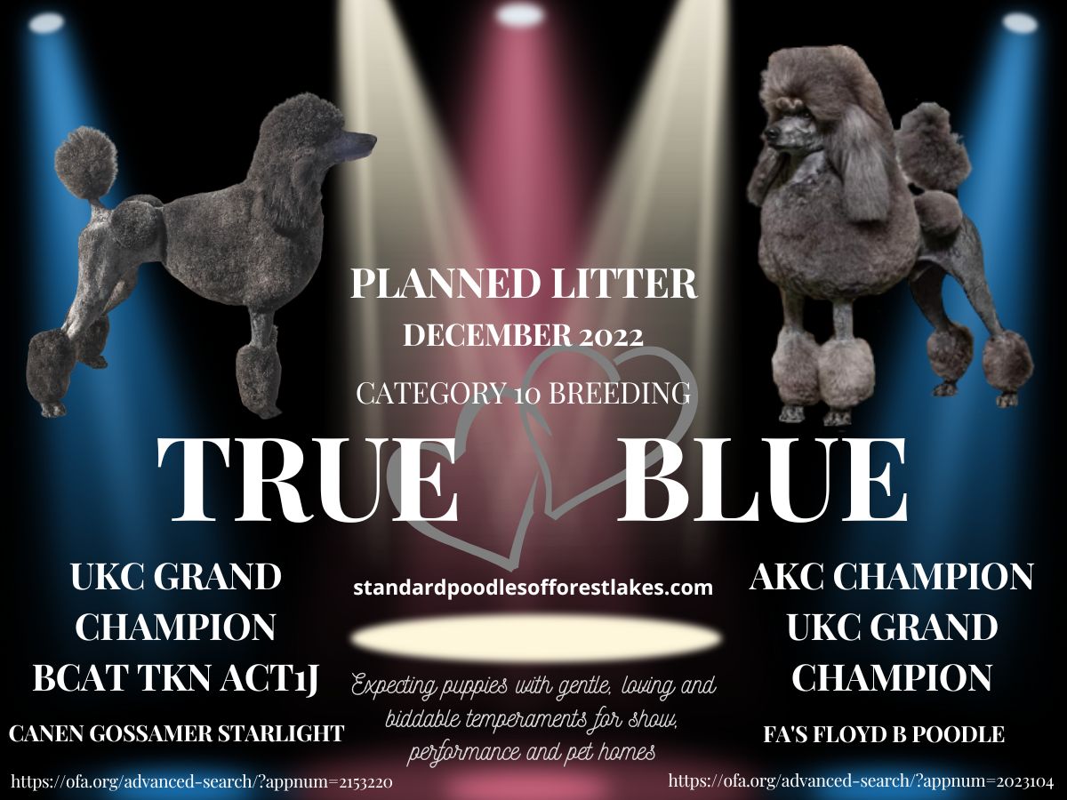 Porsche:  Expected Litter Around December 20, 2022