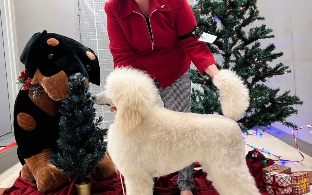 Callista Earns Her Champion Title in 3 days of shows