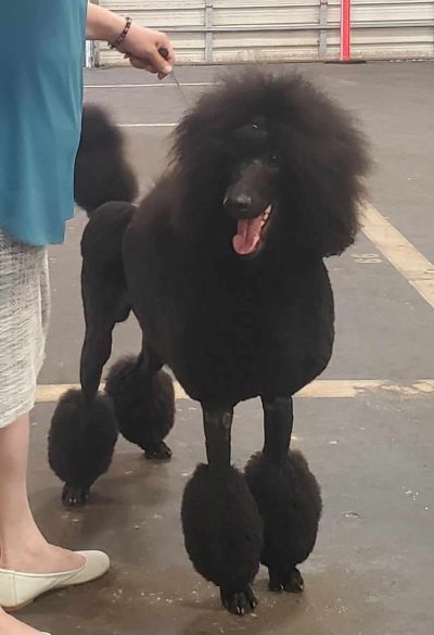 received_570590728531289 100th Title Earned!