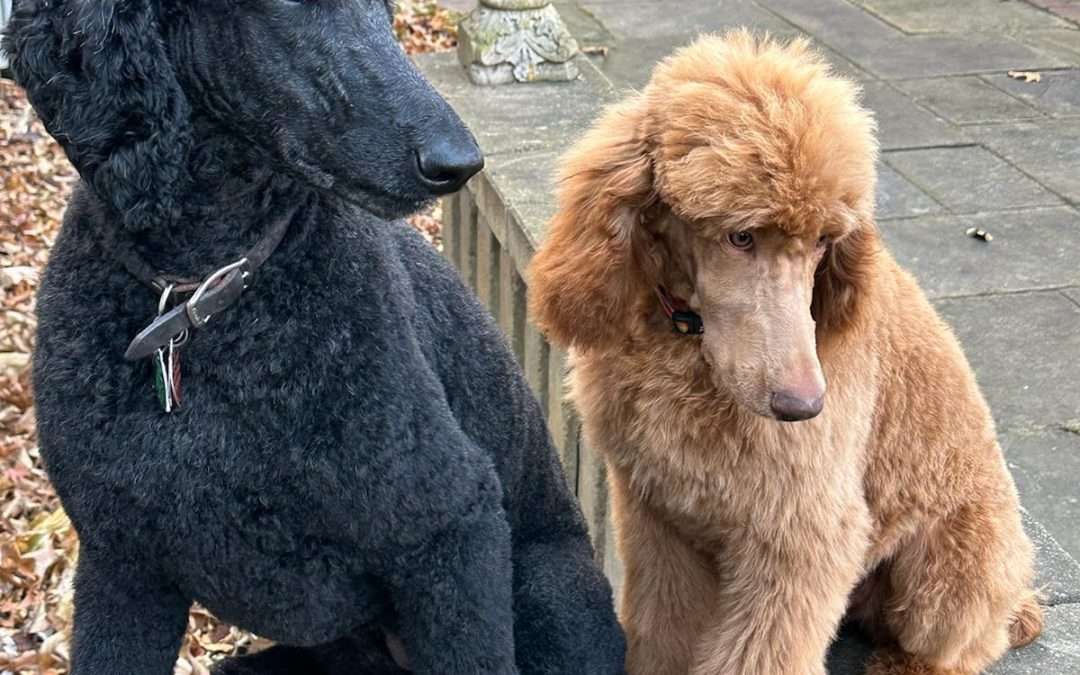 Sadie and Daisy; a client testimonial