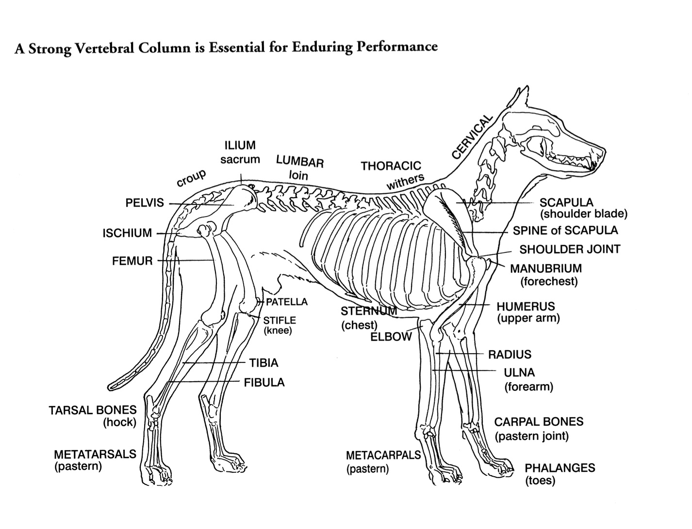 Skeleton Drawing of a dog from Rachel Page Elliot's book "Dogsteps"
