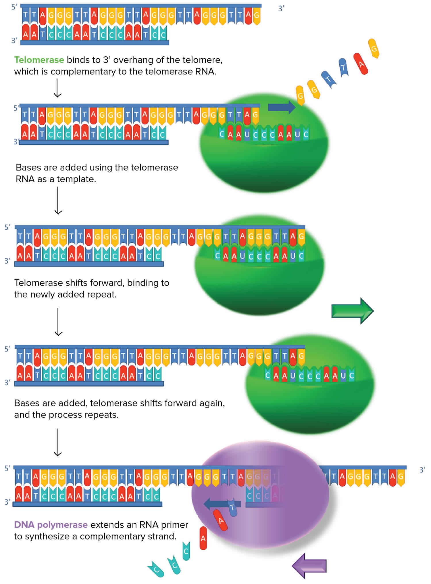 Telomere, telomere length, function & telomere structure