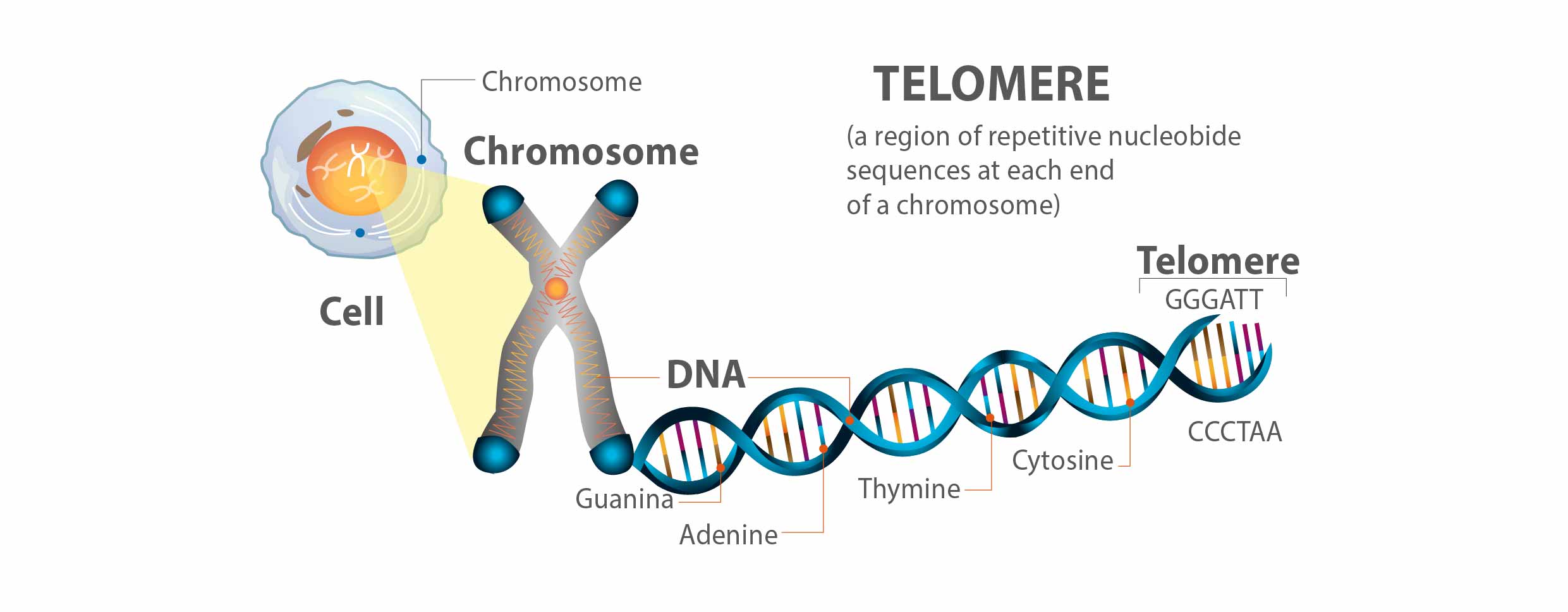 Introduction of the Telomere-News & Events-News-Biomed Herbal Research ...