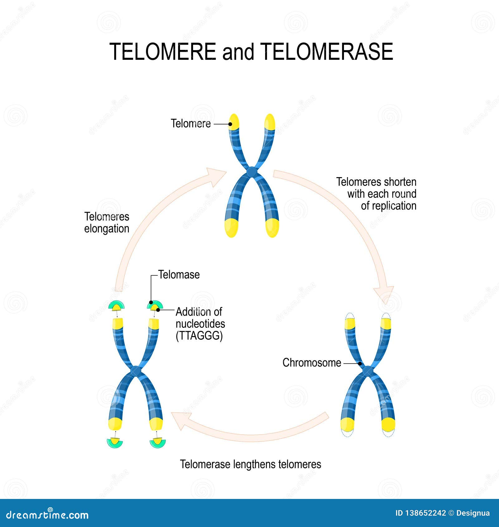 Telomere, Cell Division Diagram. Reduction Of Telomeres After Cell ...
