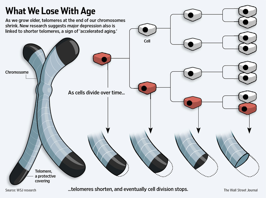 Telomeres aging and Telomere Length Quantification by qPCR. - ScienCell ...