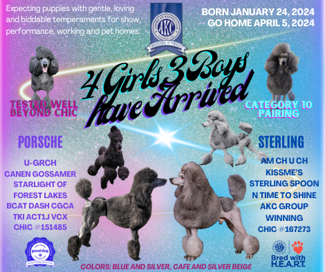 Porsche C Litter Arrived sm blaze