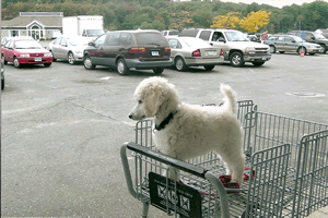 Shopper